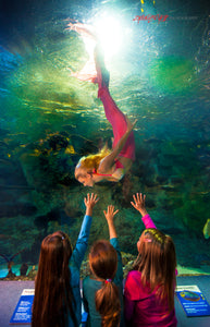 Mermaids at Newport Aquarium. ©2015 Steve Ziegelmeyer