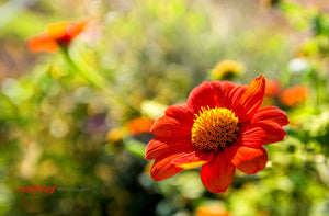 Mexican Sunflower. ©2020 Steve Ziegelmeyer