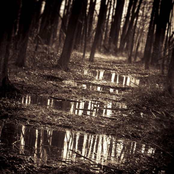 Mirrors in the woods. ©2011 Steve Ziegelmeyer