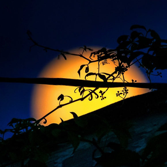 Moon behind the ivy. ©2013 Steve Ziegelmeyer