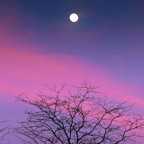 Full moon over the trees. ©2011 Steve Ziegelmeyer