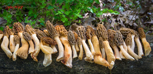 Morel mushrooms. ©2020 Steve Ziegelmeyer