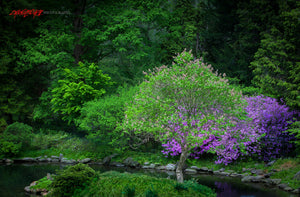 Flowering spring tree. ©2015 Steve Ziegelmeyer
