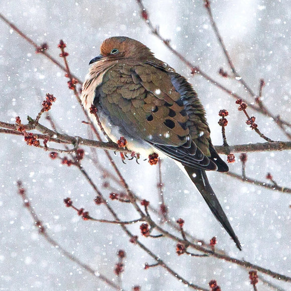 Mourning Dove in snow. ©2010 Steve Ziegelmeyer