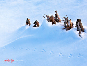 Mouse tracks in snowy field. ©2010 Steve Ziegelmeyer