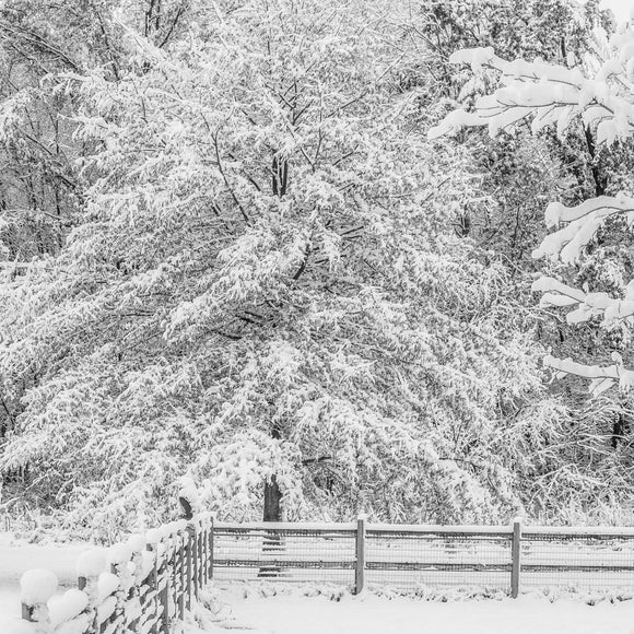 Trees in the snow. ©2014 Steve Ziegelmeyer