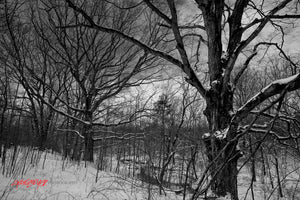 Oak tree in snowy woods. ©2008 Steve Ziegelmeyer