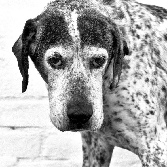 Old farm dog. ©2009 Steve Ziegelmeyer