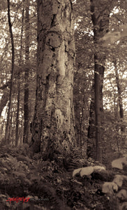Old tree. ©2015 Steve Ziegelmeyer