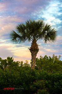 Palm tree. Sanibel, Florida. ©2017 Steve Ziegelmeyer