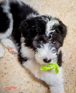 Labradoodle. Pappy. ©2020 Steve Ziegelmeyer
