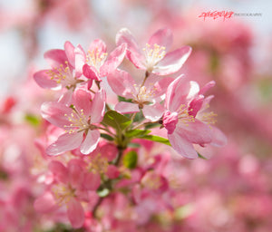Pink blossoms. ©2008 Steve Ziegelmeyer