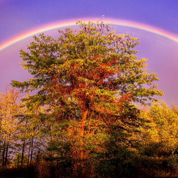 Rainbow over Locust tree. ©2014 Steve Ziegelmeyer