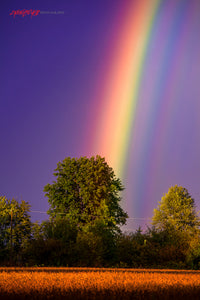 Rainbow over soybean field ©2014 Steve Ziegelmeyer