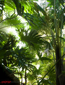 Rainforest. ©2015 Steve Ziegelmeyer