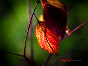 Red fall leaves. ©2009 Steve Ziegelmeyer