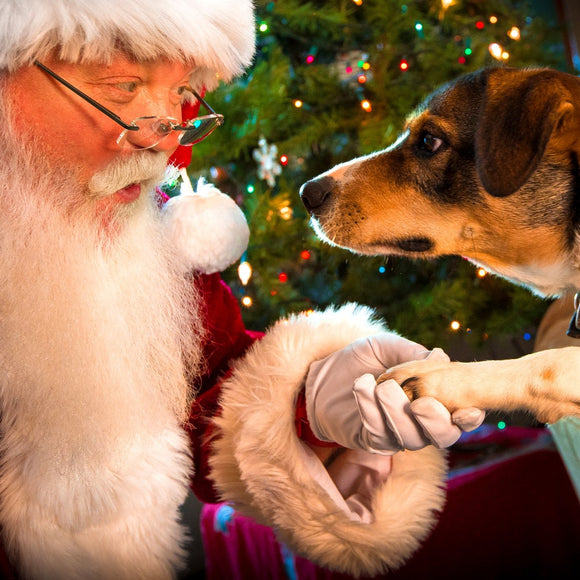Santa Claus shaking hands with dog. ©2017 Steve Ziegelmeyer
