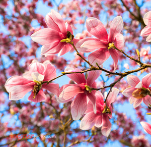 Spring Magnolias. ©2020 Steve Ziegelmeyer