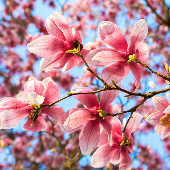 Spring Magnolias. ©2020 Steve Ziegelmeyer