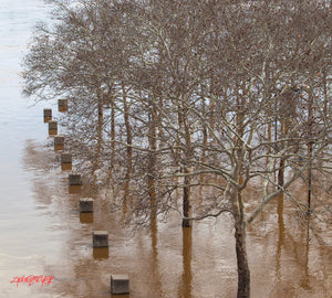 Sycamore trees in flooded river. Sawyer Point, Cincinnati, Ohio. ©2015 Steve Ziegelmeyer