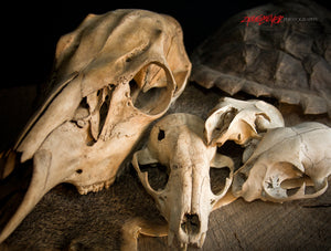 Skulls. ©2008 Steve Ziegelmeyer