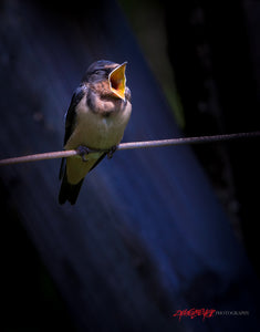 Sleepy swallow. ©2017 Steve Ziegelmeyer