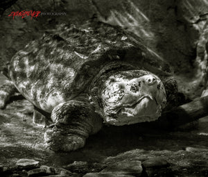 Alligator Snapping Turtle.  ©2014 Steve Ziegelmeyer