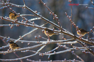 Sparrows in icy tree. ©2009 Steve Ziegelmeyer