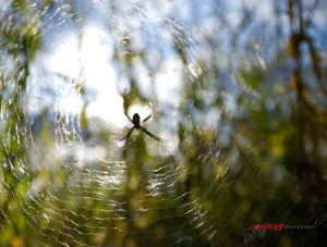 Spider in spiderweb. ©2010 Steve Ziegelmeyer