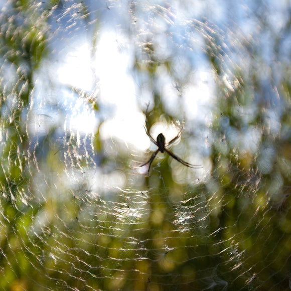 Spider in spiderweb. ©2010 Steve Ziegelmeyer