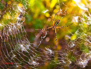 Spider in spiderweb with Milkweed seeds. ©2010 Steve Ziegelmeyer