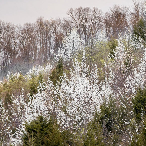 Flowering spring trees. ©2016 Steve Ziegelmeyer