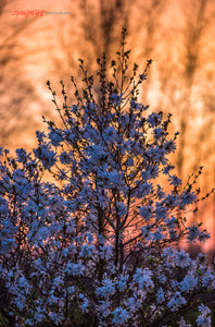 Star Magnolia at dusk. ©2020 Steve Ziegelmeyer