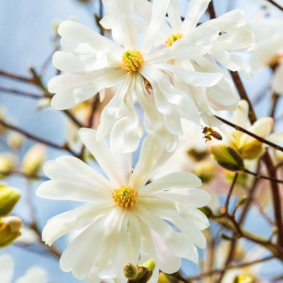 Star Magnolia flowers. ©2020 Steve Ziegelmeyer