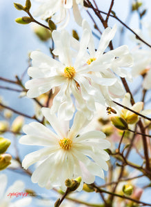 Star Magnolia flowers. ©2020 Steve Ziegelmeyer