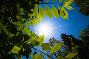 Sunlight through green leaves. ©2012 Steve Ziegelmeyer