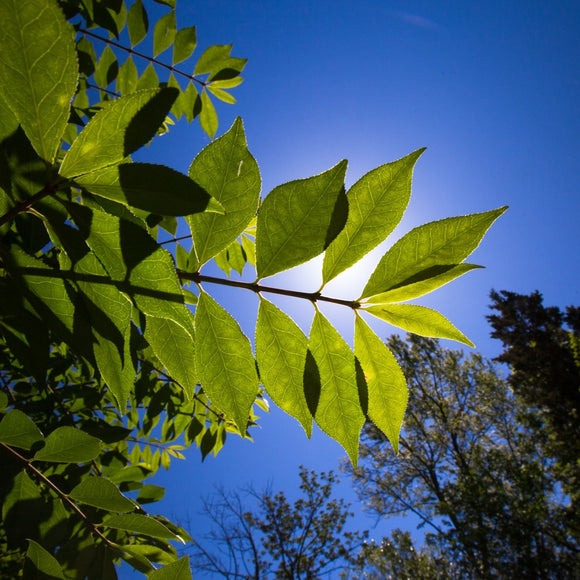 Sunlight through green leaves. ©2012 Steve Ziegelmeyer