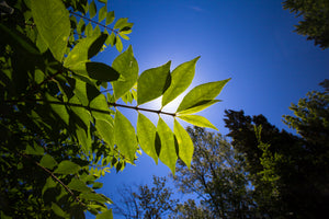 Sunlight through green leaves. ©2012 Steve Ziegelmeyer