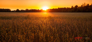 Sunset on soybean field ©2015 Steve Ziegelmeyer