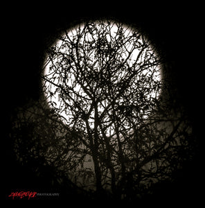 Full moon behind the trees. ©2016 Steve Ziegelmeyer