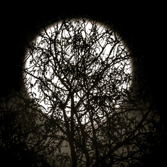 Full moon behind the trees. ©2016 Steve Ziegelmeyer