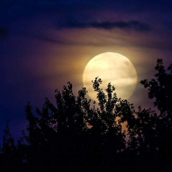 Super moon over the trees. ©2015 Steve Ziegelmeyer