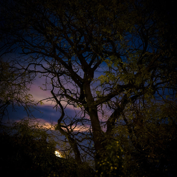 Full moon behind the trees. ©2016 Steve Ziegelmeyer