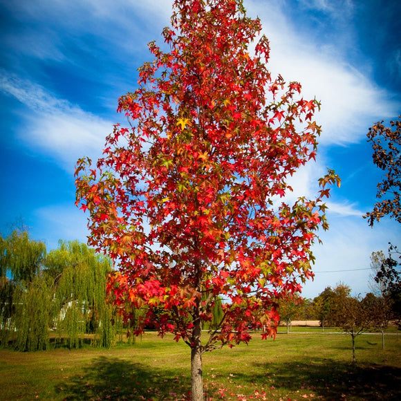 Sweetgum tree in fall. ©2010 Steve Ziegelmeyer