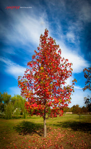 Sweetgum tree in fall. ©2010 Steve Ziegelmeyer