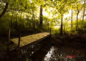 Bridge in the woods. ©2018 Steve Ziegelmeyer