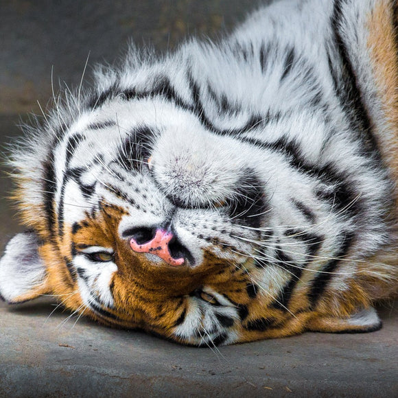 Tiger. ©2015 Steve Ziegelmeyer