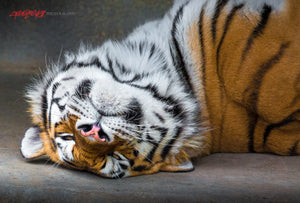 Tiger. ©2015 Steve Ziegelmeyer