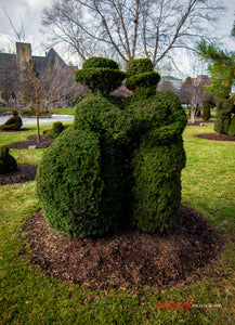 Topiary couple. ©2015 Steve Ziegelmeyer