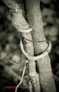 Tree huggers. ©2011 Steve Ziegelmeyer